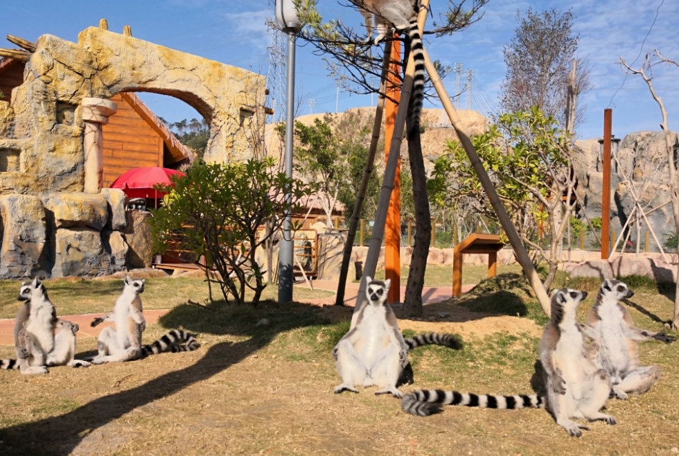 福清永鸿野生动物园玩几个小时,福清永鸿野生动物世界要玩多久