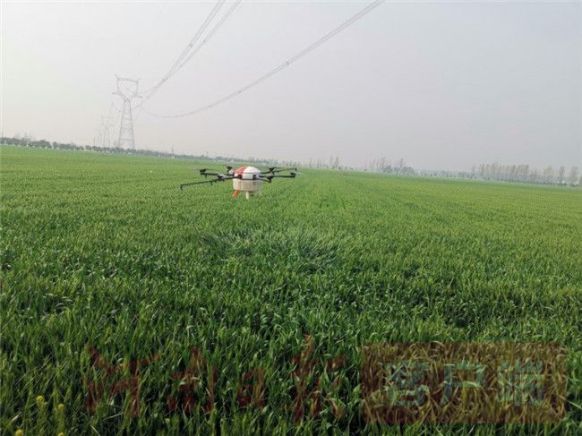 防治小麦锈病的特效药,及时防治小麦病害