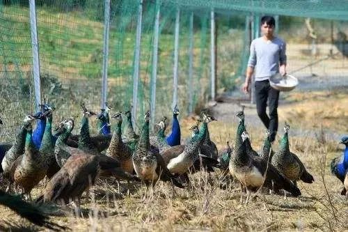 返乡创业的难点与痛点是什么,返乡创业的一路艰辛与蜕变