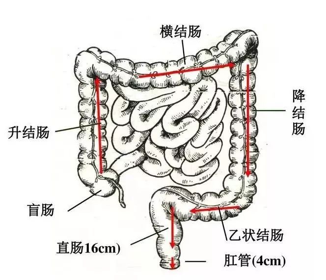 关于灌肠，这是我看过最有趣的科普