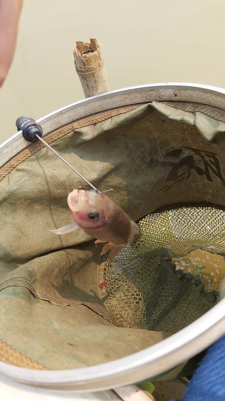 邕江巴西军团覆灭小记,钓友全军出击