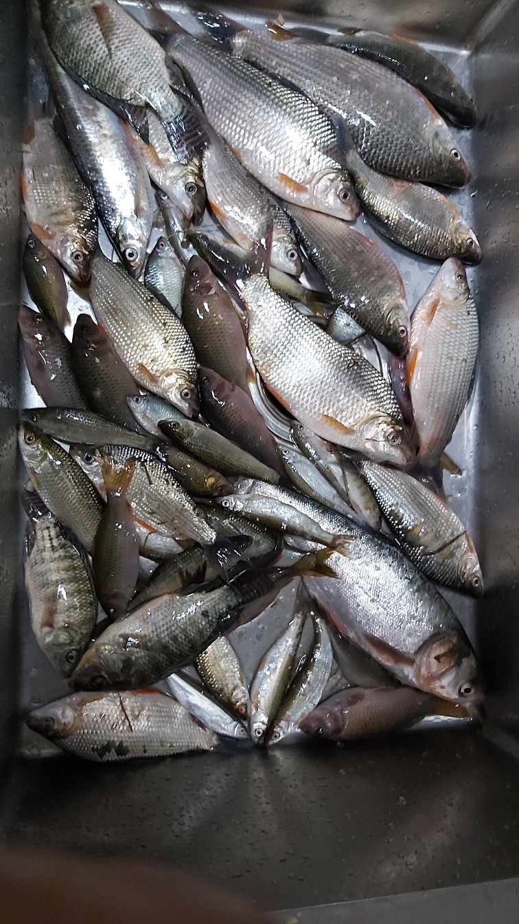 邕江巴西军团覆灭小记,钓友全军出击