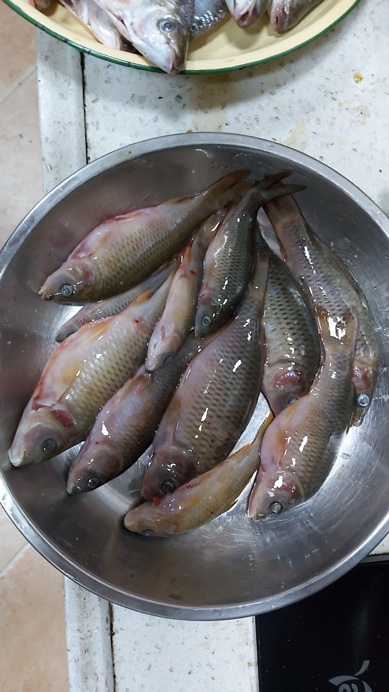 邕江巴西军团覆灭小记,钓友全军出击