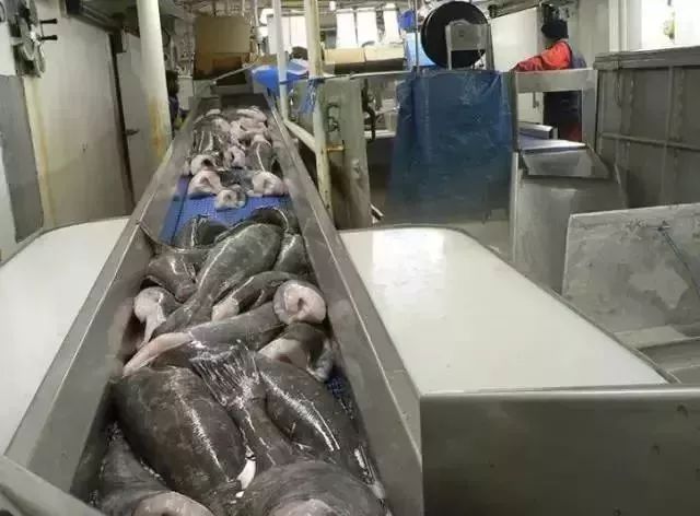 大人和小孩都能吃的鳕鱼做法,鳕鱼不放盐怎么做宝宝喜欢吃