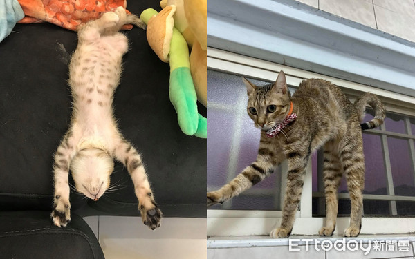 喵戴羞耻圈走秀 时尚感笑翻万人