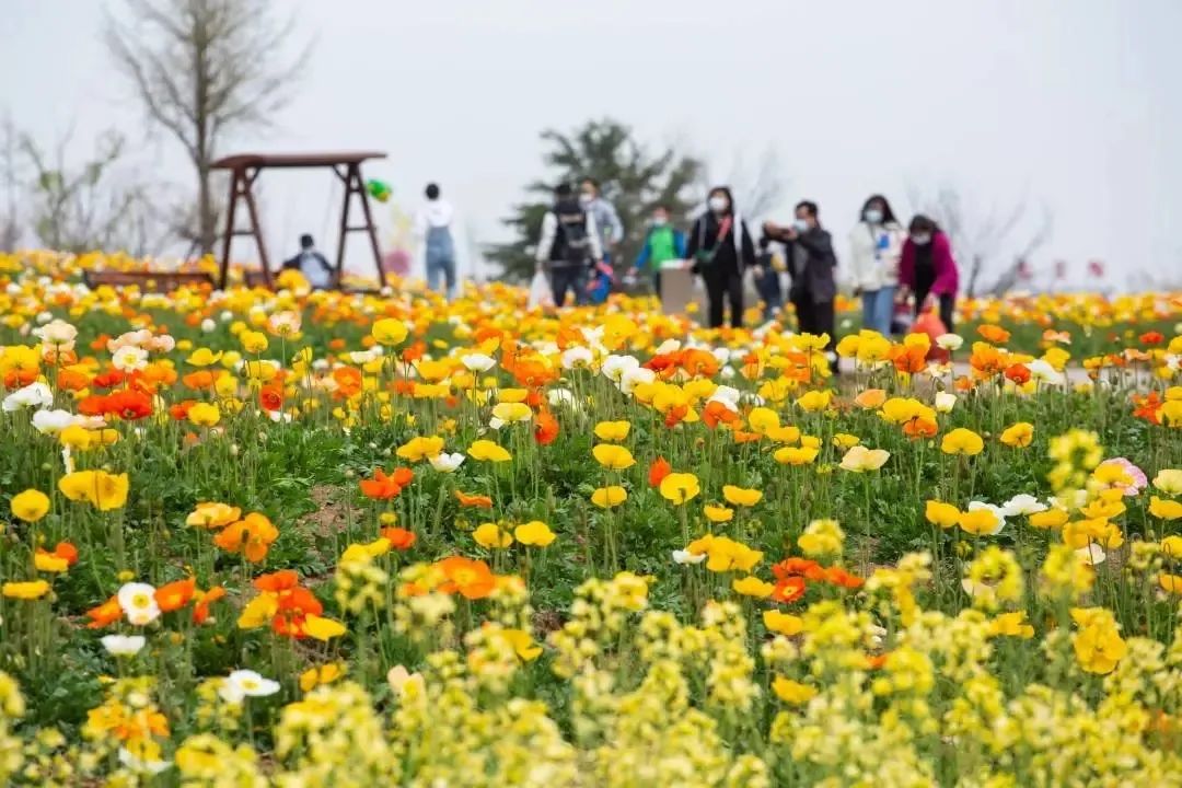 我从花海中归来!花仙子4月15日盛大开园