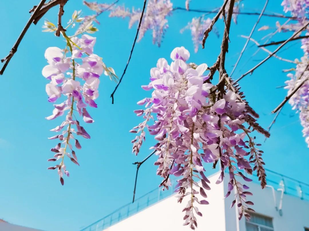 四月校园联谊,四月相聚