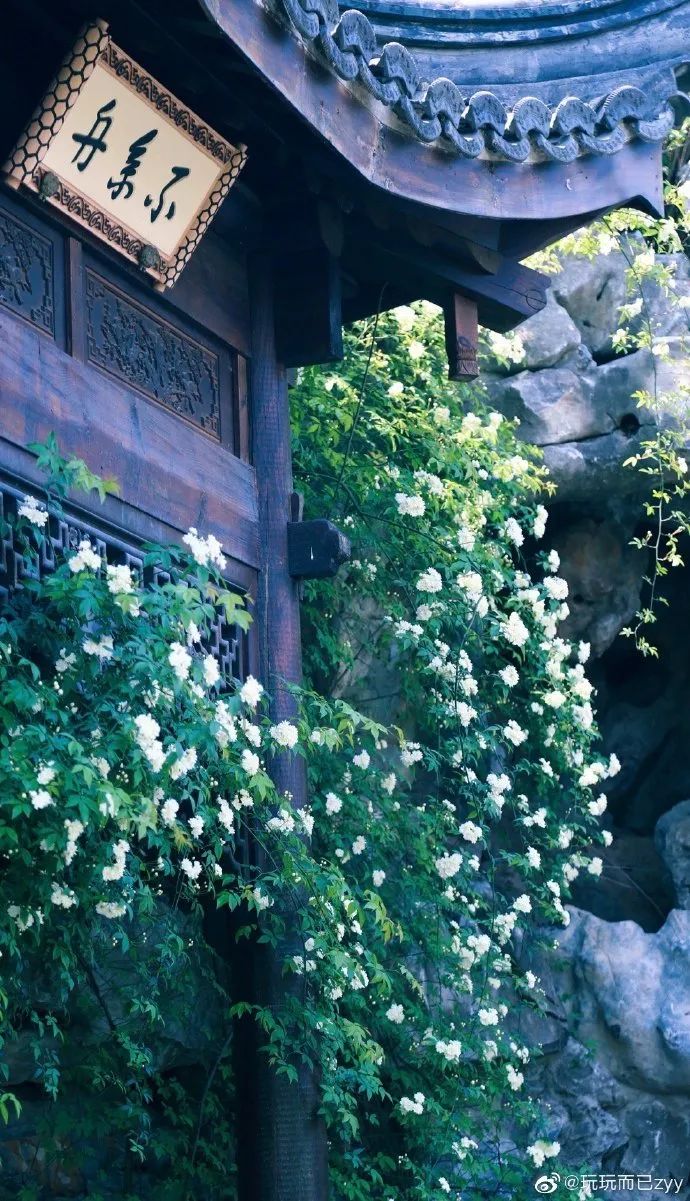 花漾秦淮|最是一年春好处，木香盛放醉秦淮