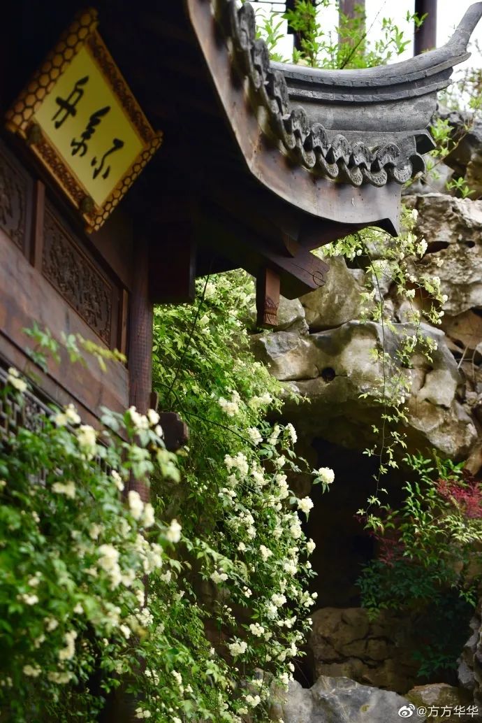 花漾秦淮|最是一年春好处，木香盛放醉秦淮