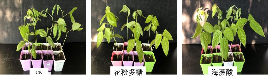 新一代生物刺激剂,植物源生物刺激剂