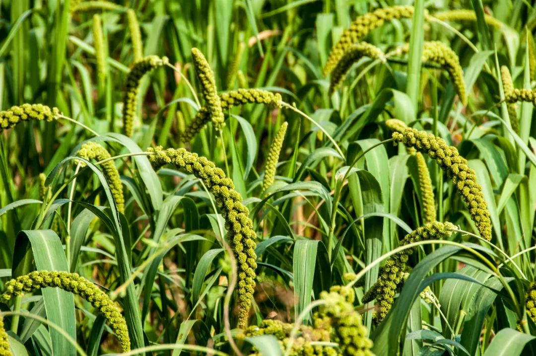 五谷是什么分别指哪些,五谷是什么