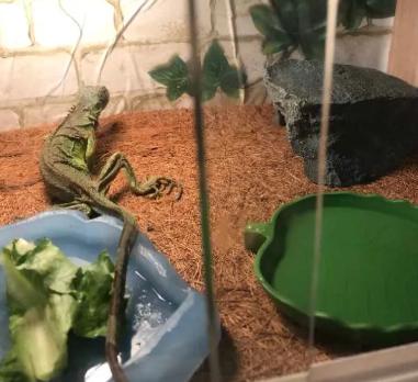 免费试吃水果真的假的,免费领取试吃水果是真的吗