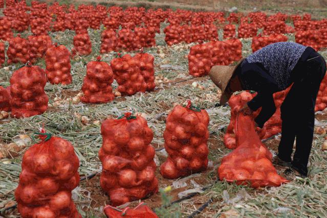 仅售9.9元/5斤！云南10万吨出口级洋葱困在地里，价格贱到农民流泪…央视已报道，恳请相助