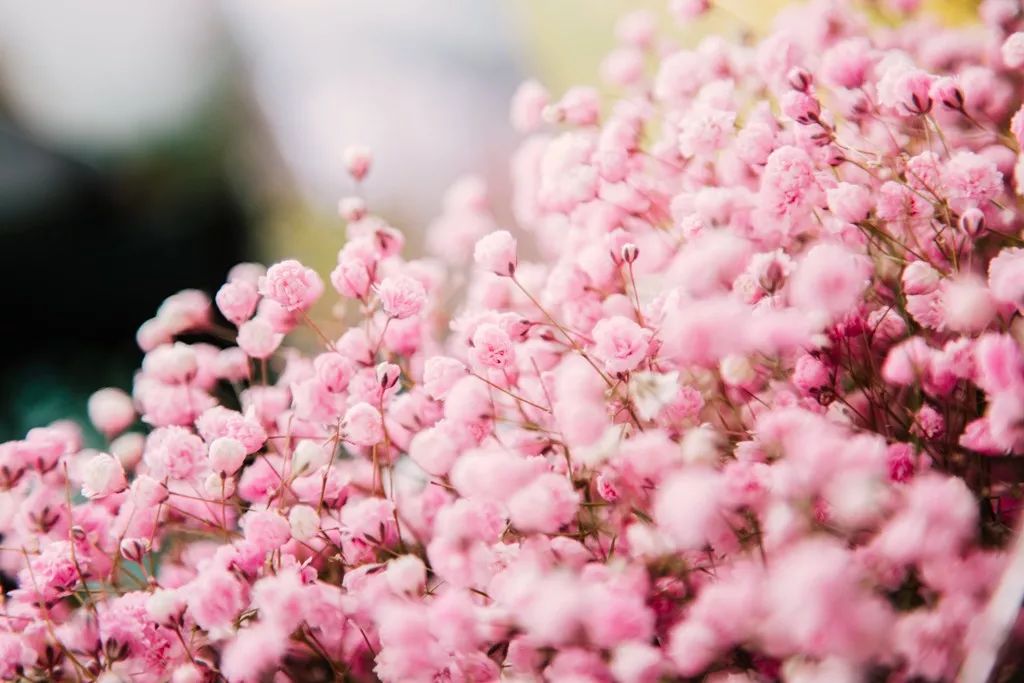 重庆最大的花市需要门票么,重庆最大的花市怎么走