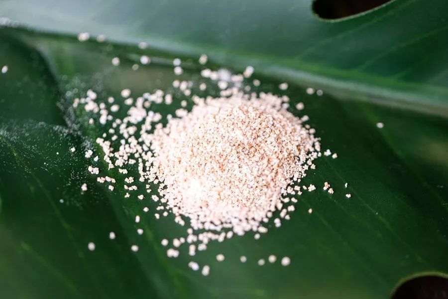 梧桐毛毛和杨絮,梧桐毛絮满天飞找谁