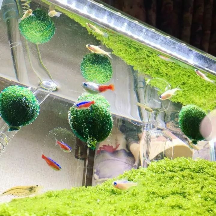 没有过滤的造景缸,没有造景的鱼缸好看吗