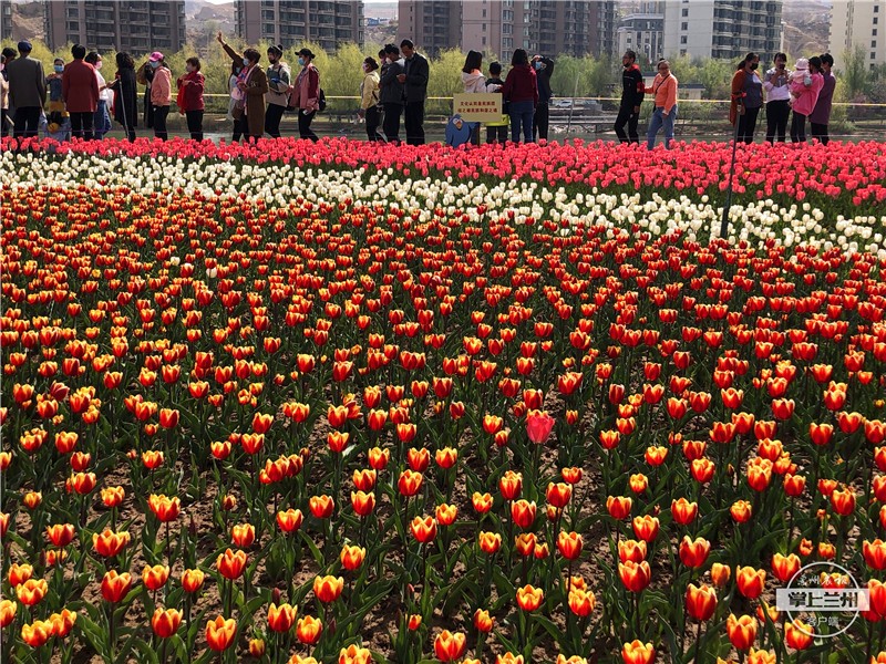 永靖刘家峡如意公园郁金香,永靖郁金香旅游景点图片
