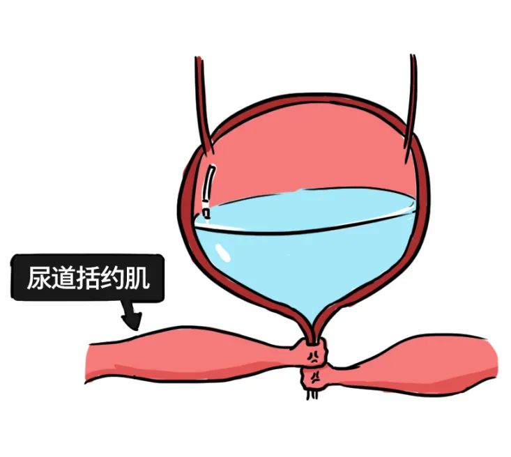 漫画科普：那些憋住的尿，最终都流向了哪里？