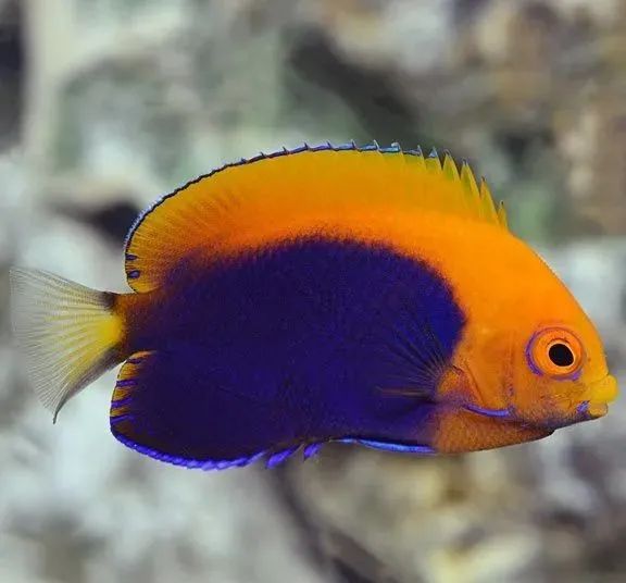 海水鱼入缸方法,新开海缸养水多少天