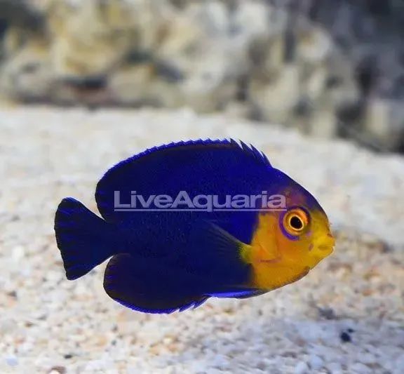 海水鱼入缸方法,新开海缸养水多少天