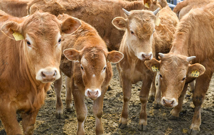 延边黄牛杂交日本和牛,延边州黄牛产业发展