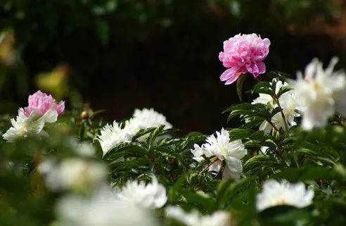 探“植物活化石”，看“白鸽”起舞，四川发布第三期花卉观赏指南