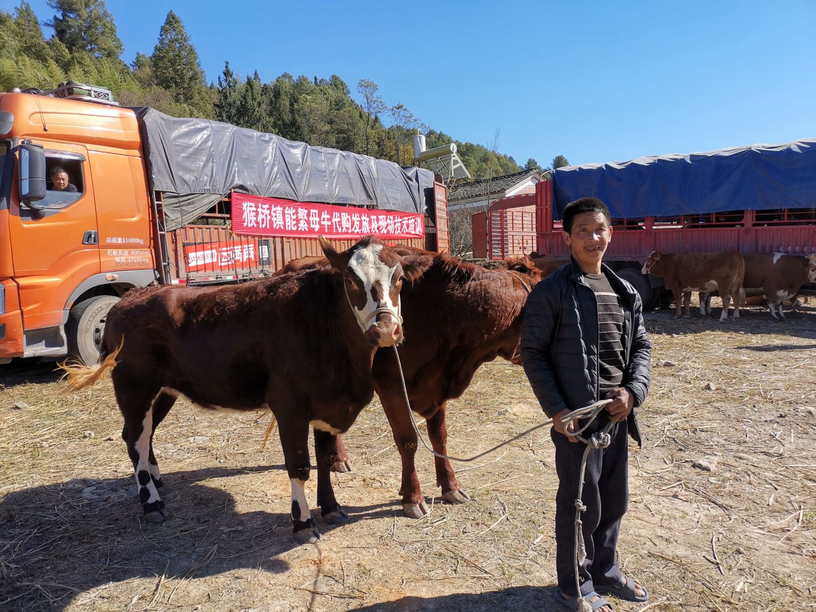 幸福保山母牛养殖,幸福小母牛