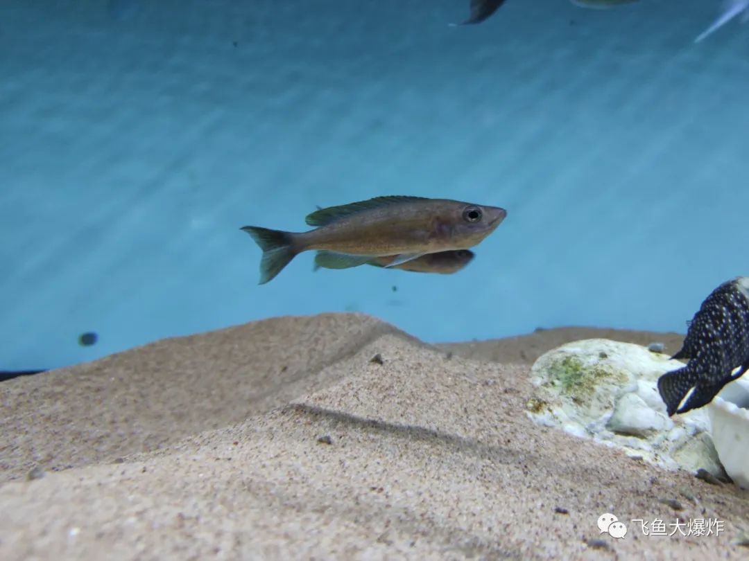 2020慈鲷筑巢大赛~非洲三湖沙雕艺术家的盛宴