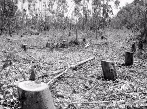 任意砍伐他人树木如何起诉,滥伐林木180立方怎么判刑