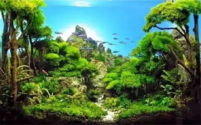 30缸一棵莫斯树造景,莫斯树和丹麦红玫瑰造景