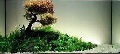 30缸一棵莫斯树造景,莫斯树和丹麦红玫瑰造景