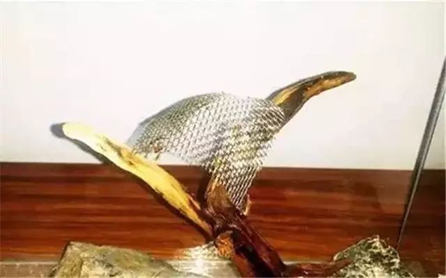 30缸一棵莫斯树造景,莫斯树和丹麦红玫瑰造景