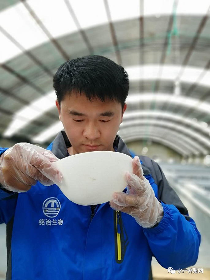 对虾养殖2020,对虾养殖技术最新