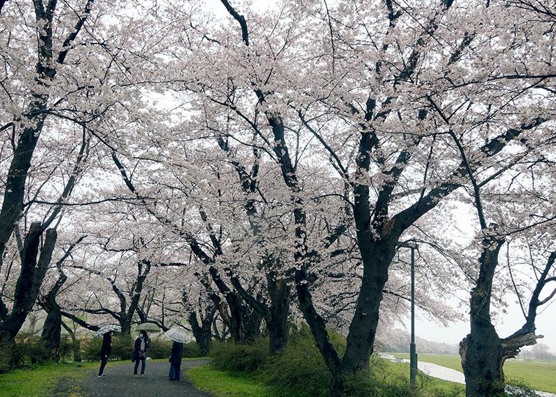 日本的岩手县,日本岩手县怎么样