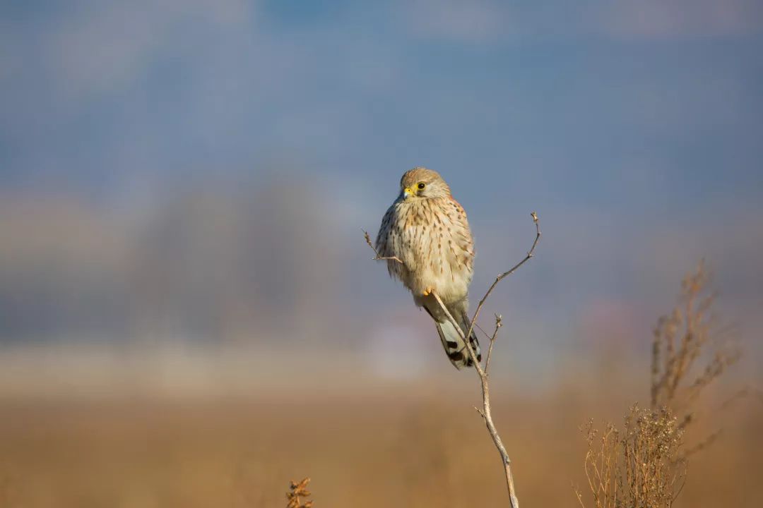 福利|“书香园林生态文化系列讲堂”线上开讲，聊聊五一在北京的野外怎么玩