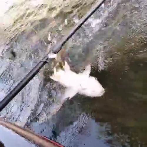 有人用禁用渔具在汉江一桥捕捉产卵的鱼！谁来管管？