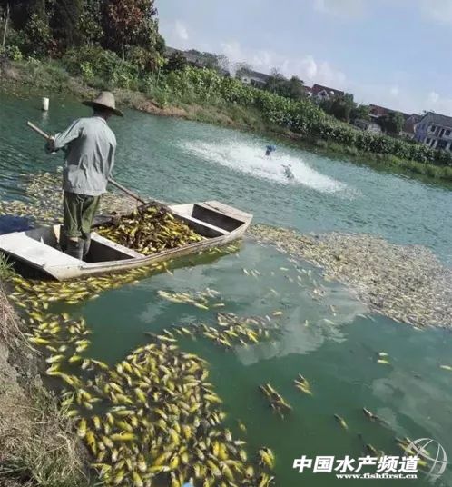 黄颡鱼暴死,黄颡鱼有零星死亡怎么回事