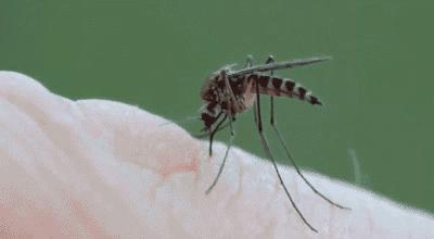 日本人真的很会玩吗,日本最好的防蚊方法