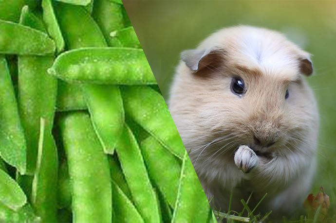 黑人牙膏、印度神油…你被这些伪造户籍的特产骗过吗?