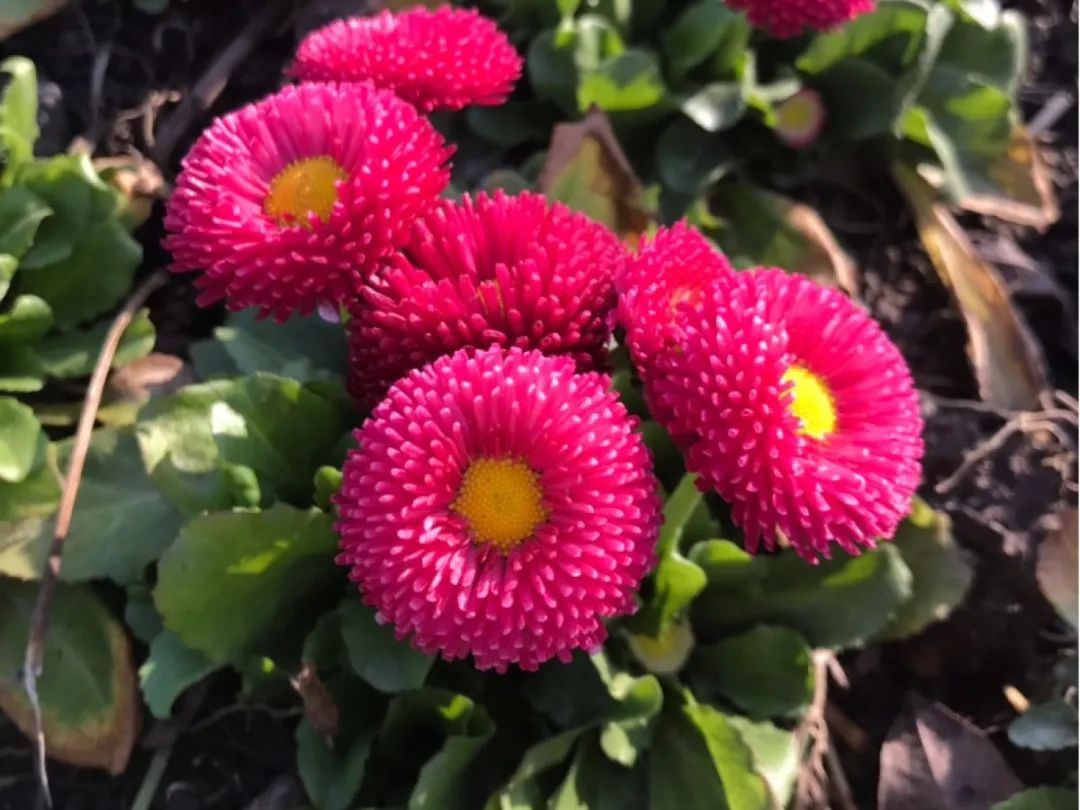 绿道科普展,绿道科普看初夏街头满目芳菲