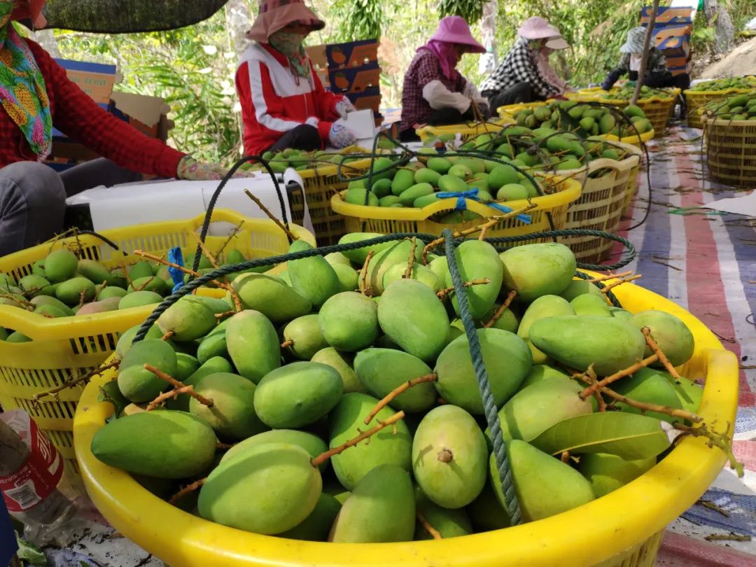 小台农贵妃芒哪个口感好,小台芒香甜滑嫩甜而不腻