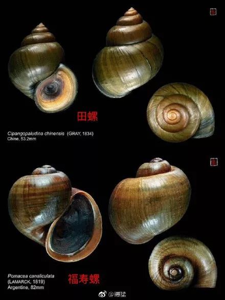 很多食物都有寄生虫,哪些食物也携带大量寄生虫