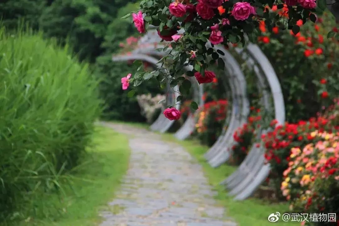 中国月季城市,市花为月季的城市有几个