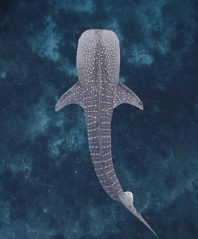 巴拉望科隆岛和爱妮岛旅途,巴拉望爱妮岛科隆岛