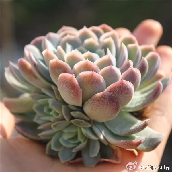 那些年被肉友爱过且脸盲过的月影系！你都有吗？