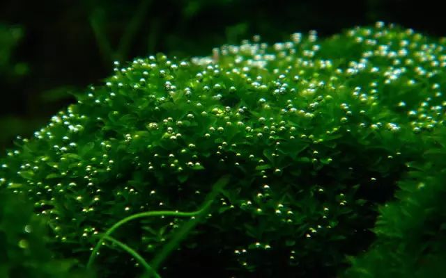 草缸适合养哪些冷水生物,纯绿苔缸适合养什么