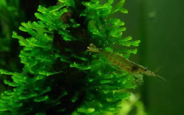 草缸适合养哪些冷水生物,纯绿苔缸适合养什么