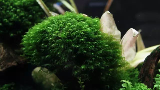草缸适合养哪些冷水生物,纯绿苔缸适合养什么