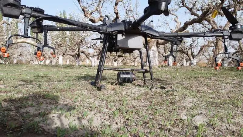 库尔勒香梨无人机授粉,库尔勒香梨高效授粉