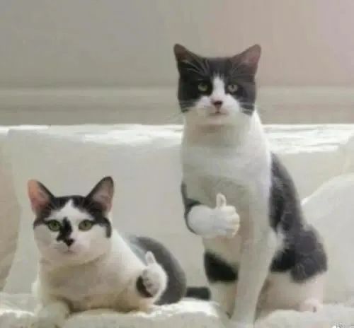 比匡威万斯还好看的帆布鞋,值得入手的匡威帆布鞋